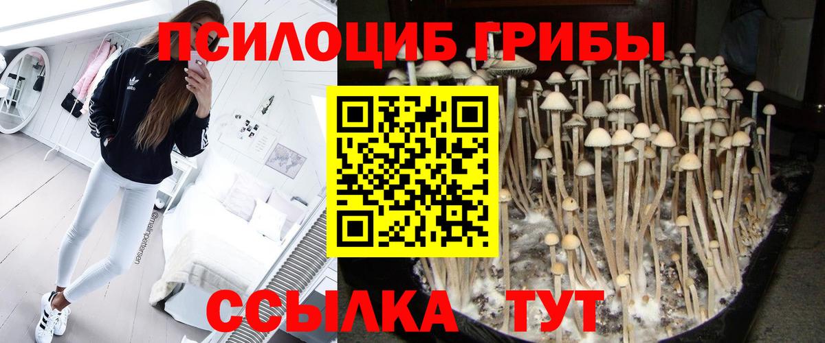 Галлюциногенные грибы Psilocybine cubensis  Вход с VPN  Псилоцибиновые грибы мухоморы  Курчатов 
